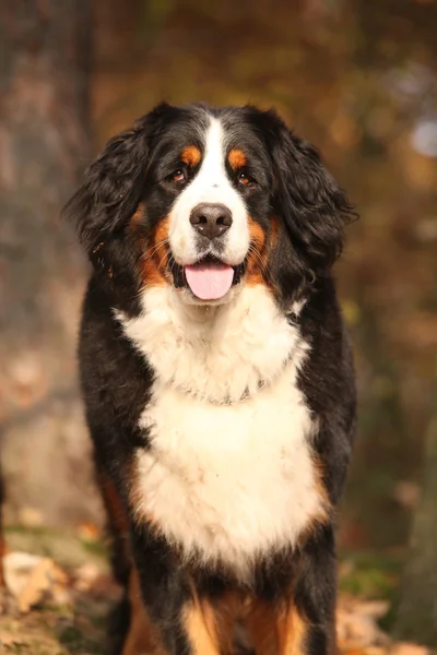 Muhteşem bernese dağ köpeği ayakta sonbahar ormandaki — Stok fotoğraf