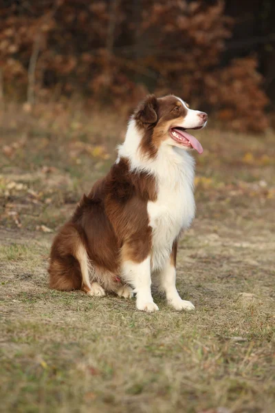 神奇美丽的澳大利亚牧羊犬 — 图库照片