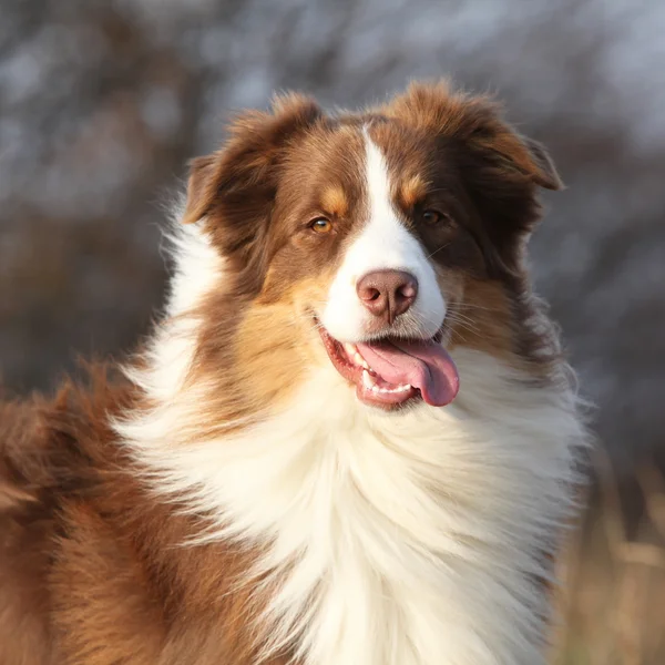 Amazing beautiful australian shepherd looking at you — Stock Photo, Image