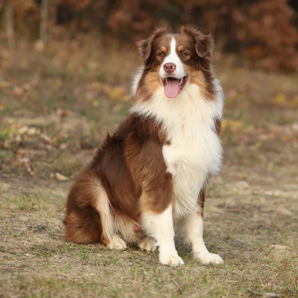 Amazing beautiful australian shepherd — Stock Photo, Image