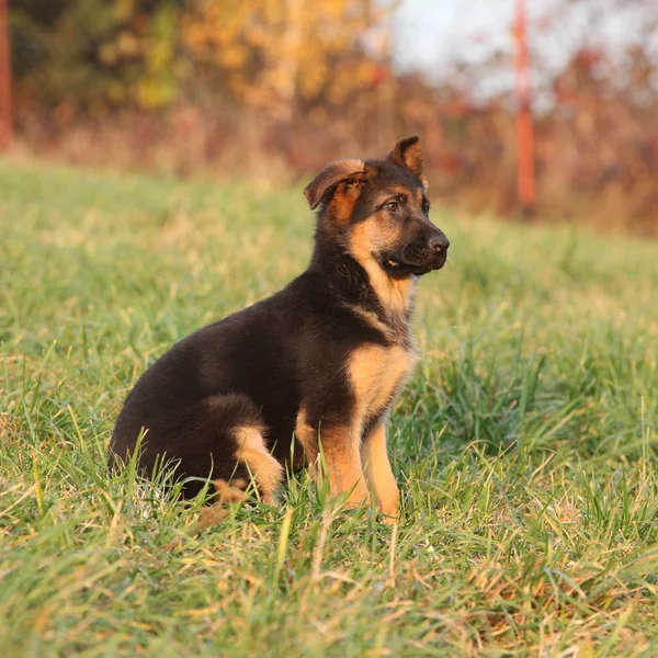 Prachtige puppy van Duitse herder zitten — Stockfoto