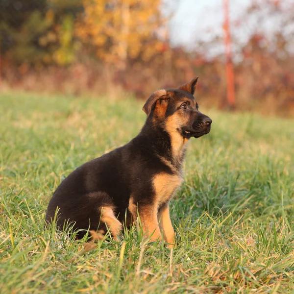 Шикарный щенок немецкой овчарки сидит — стоковое фото