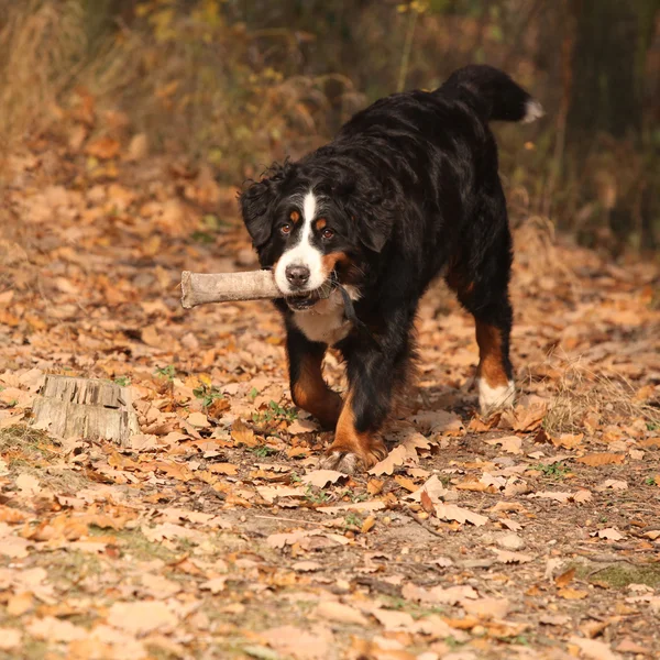 Güzel bernese dağ köpeği çalıştıran — Stok fotoğraf