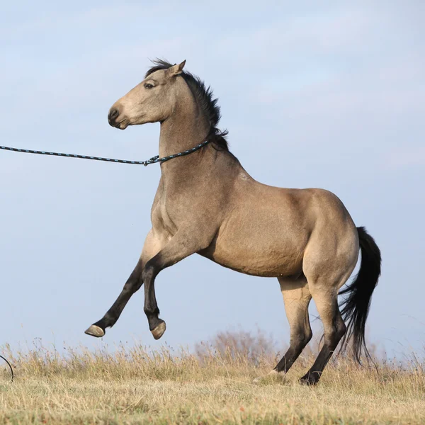 Bela baía quarto cavalo prancing — Fotografia de Stock