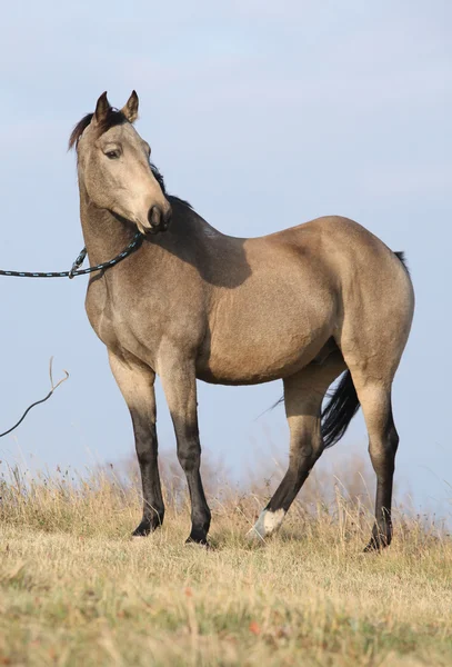 Nice bay quarter horse — Stock Photo, Image