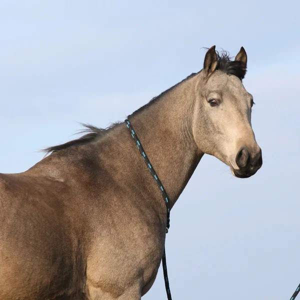 Joli cheval du quartier baie — Photo