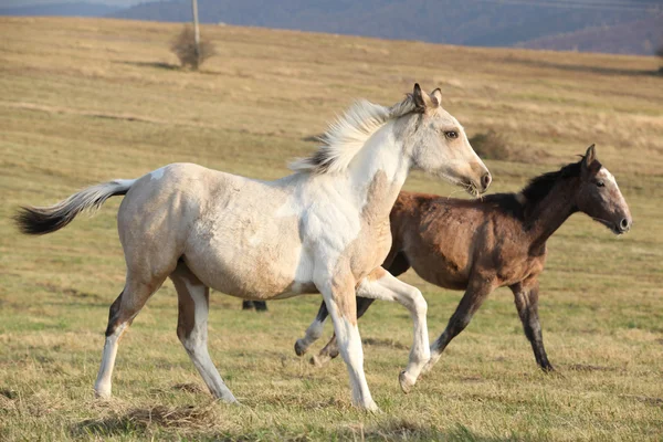 Twee paarden lopen samen — Stockfoto