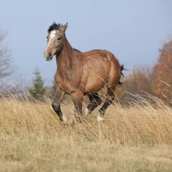 Trevlig unghäst körs i frihet — Stockfoto