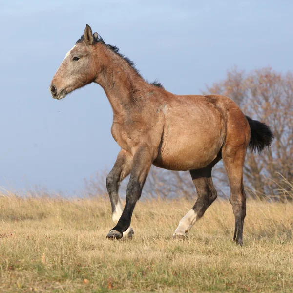 Miły młody koń działa w wolności — Zdjęcie stockowe