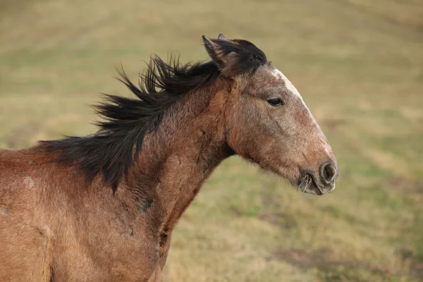 Young brown horse running — Stock Photo, Image