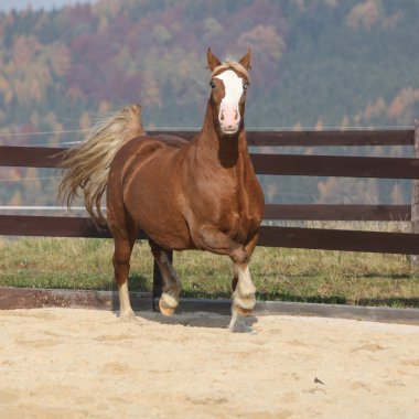 Muhteşem sonbaharda çalıştıran cob Galce