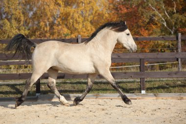 Şaşırtıcı Galce cob çalışan