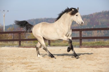 Şaşırtıcı Galce cob çalışan