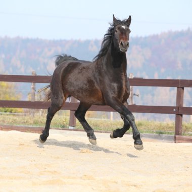 Muhteşem Galce bölümü yetiştirilmiş sonbaharda çalıştıran