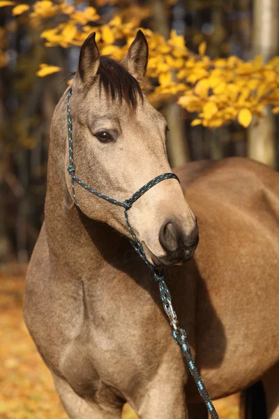 Cheval de quart avec licou de corde en automne — Photo