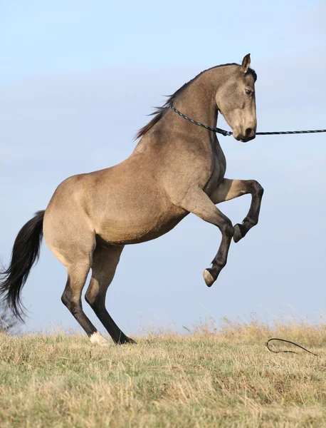 Beautiful bay quarter horse prancing — Stock Photo, Image