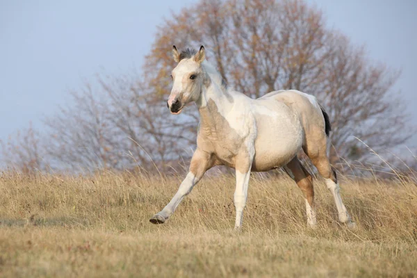 Paint häst föl körs i frihet ensam — Stockfoto