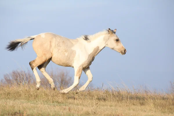 Paint horse foal running in freedom alone