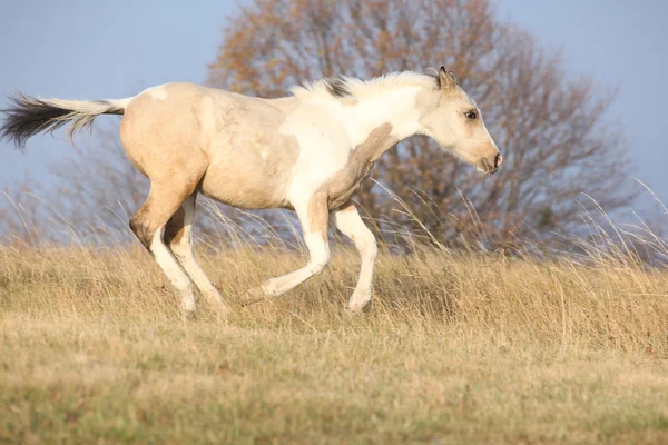 Paint horse foal running in freedom alone — Stock Photo, Image