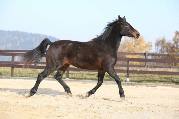 Gorgeous brown horse in arena, with autumn background — Stock Image Gorgeous welsh part-bred running in autumn — Stock Photo, Image