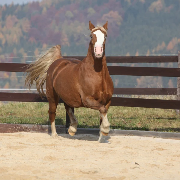Gorgeous welsh cob running in autumn — Stock Photo, Image