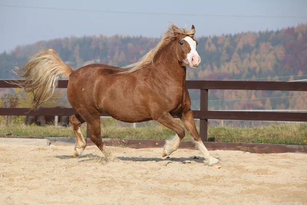 Amazing welsh cob running — Stock Photo, Image