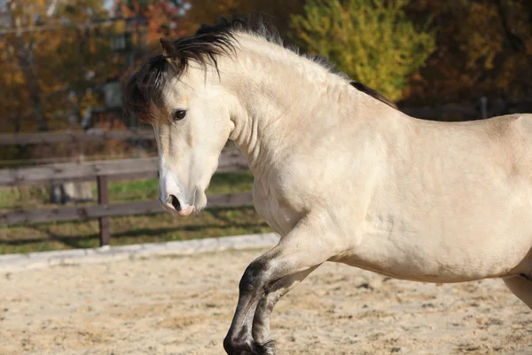 Increíble mazorca galesa corriendo — Foto de Stock