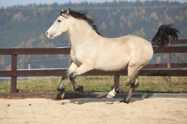 Şaşırtıcı Galce cob çalışan