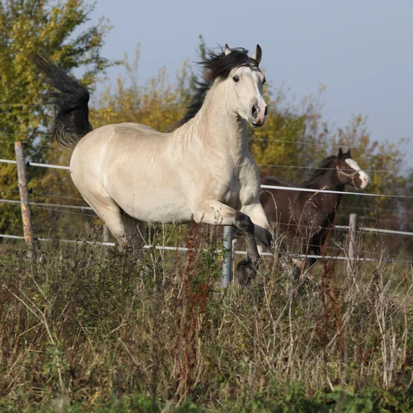 Wunderschöner walisischer Kolbenlauf im Herbst — Stockfoto