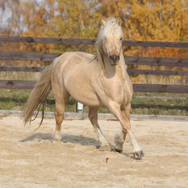Gorgeous welsh pony of cob type running in autumn — Stock Photo, Image