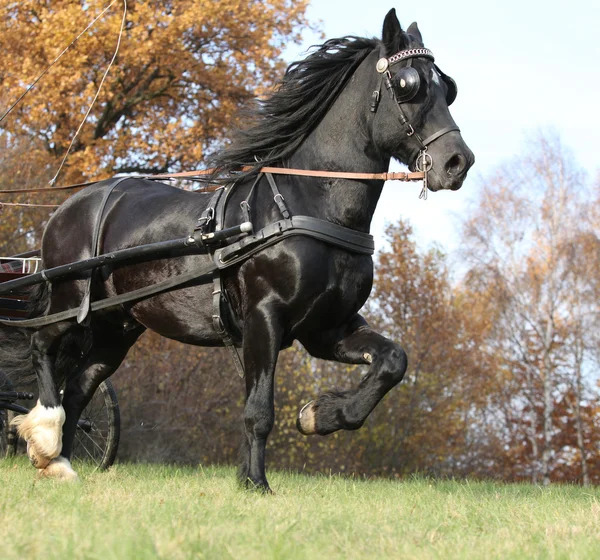 Gorgeous welsh cob running in autumn, harness up — Stock Photo, Image