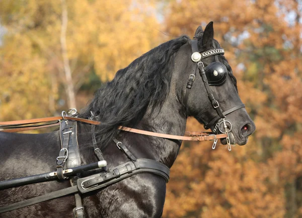 Gorgeous welsh cob running in autumn, harness up — Stock Photo, Image