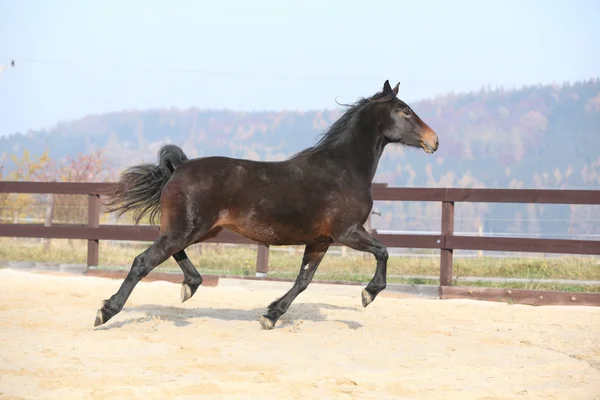 Gorgeous welsh part-bred running in autumn — Stock Photo, Image