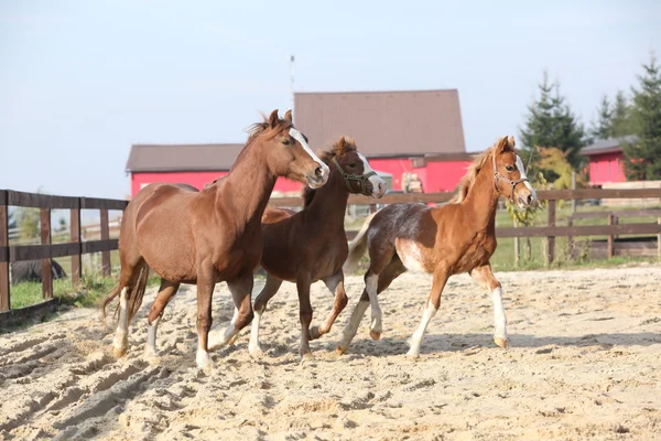 Merrie met twee veulens uitgevoerd — Stockfoto