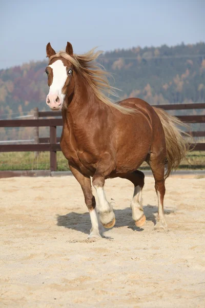 Amazing welsh cob running — Stock Photo, Image