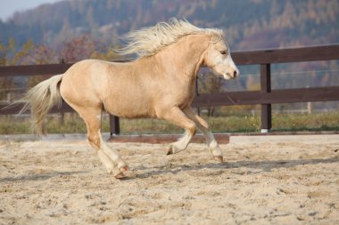 Amazaing palomino Galce çalışan dağ midilli