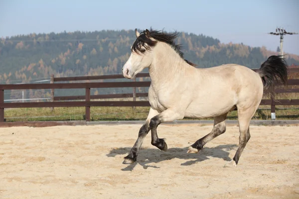 Verbazingwekkend welsh cob uitvoeren — Stockfoto