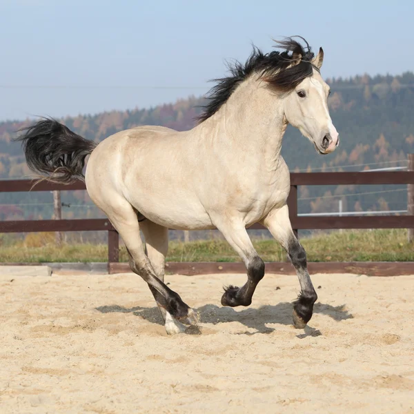 Gorgeous welsh cob running in autumn — Stock Photo, Image
