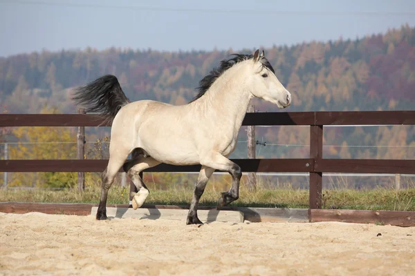 Amazing welsh cob running — Stock Photo, Image