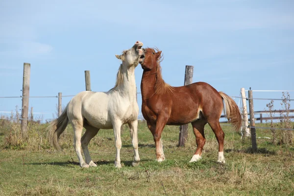 Two young stallions playing together — Stock Photo, Image