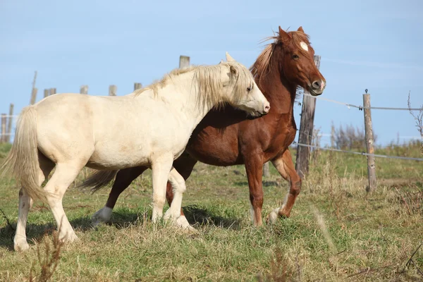 Two young stallions playing together — Stock Photo, Image