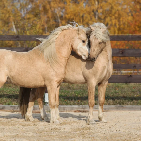 Dos magníficos sementales pony galeses jugando juntos — Foto de Stock