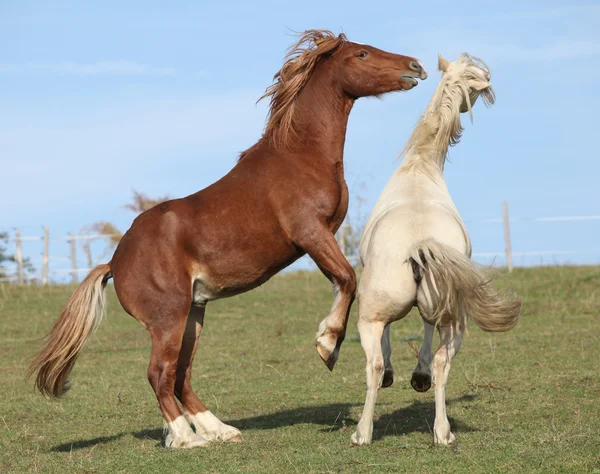 Two young stallions playing together — Stock Photo, Image