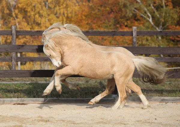 2 つの驚くべきウェールズの一緒に遊ぶポニー種牡馬 — ストック写真