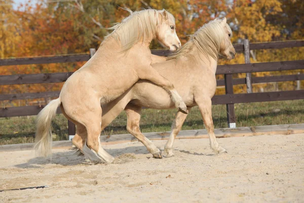 Two amazing stallions playing together — Stock Photo, Image