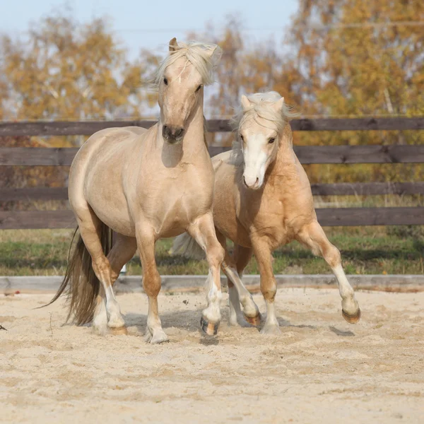 一緒に遊ぶ 2 つの驚くべき種牡馬 — ストック写真