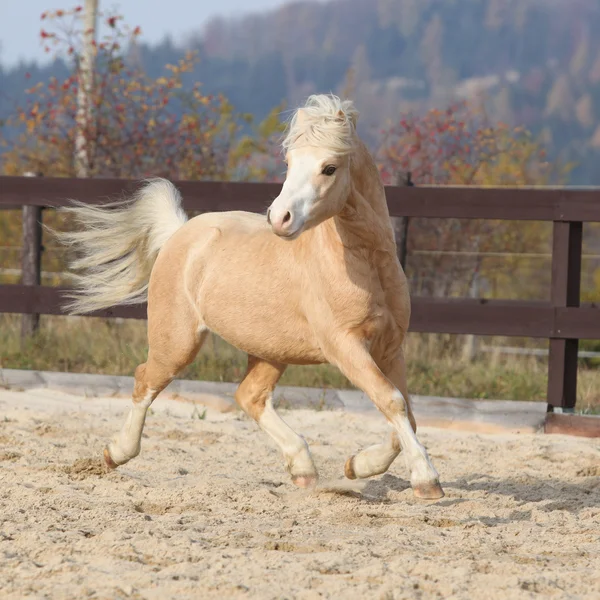 Gorgeous welsh mountain pony running in autumn — Stock Photo, Image