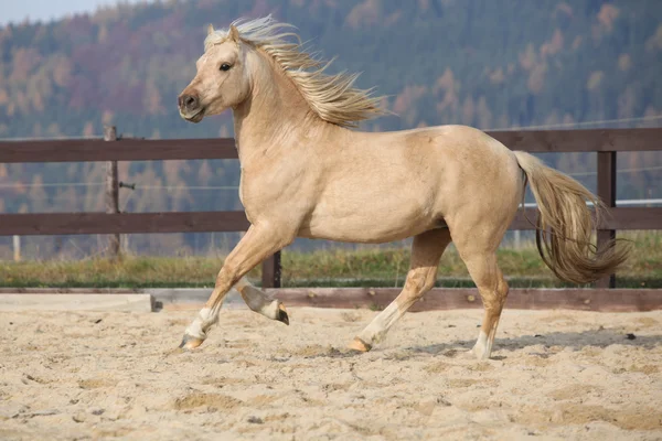 Amazaing palomino pony galés de tipo mazorca corriendo — Foto de Stock