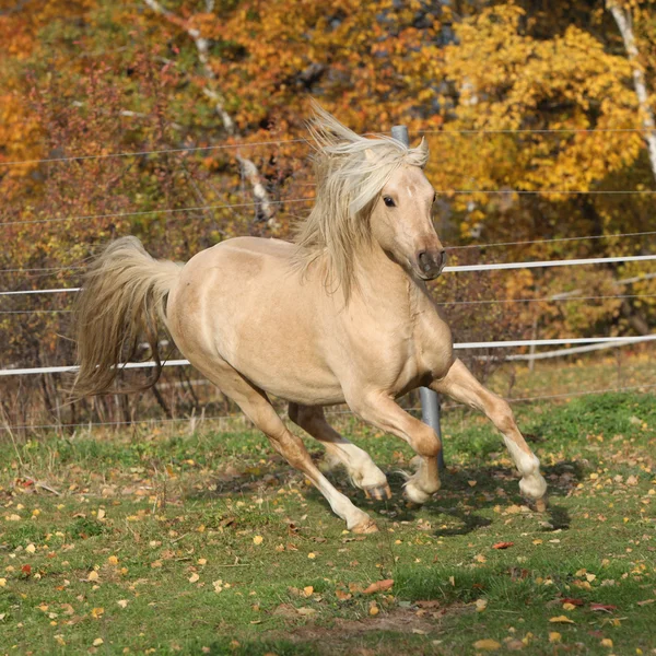 Gorgeous welsh pony of cob type running in autumn — Stock Photo, Image