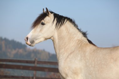 Palomino şaşırtıcı Galce cob aygır siyah saçlı